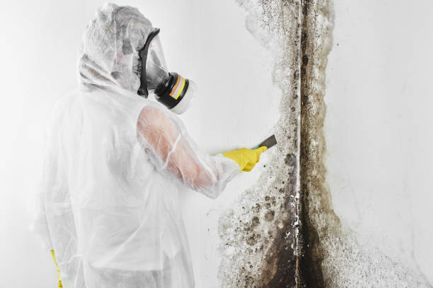 Best Mold Damage Repair  in Baraga, MI