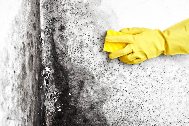 Best Certified Mold Removal  in Baraga, MI