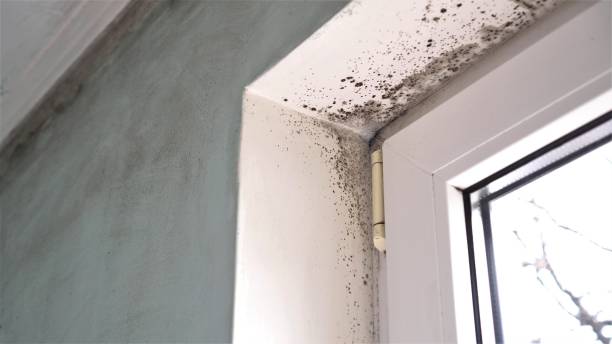 Best Professional Mold Removal  in Baraga, MI