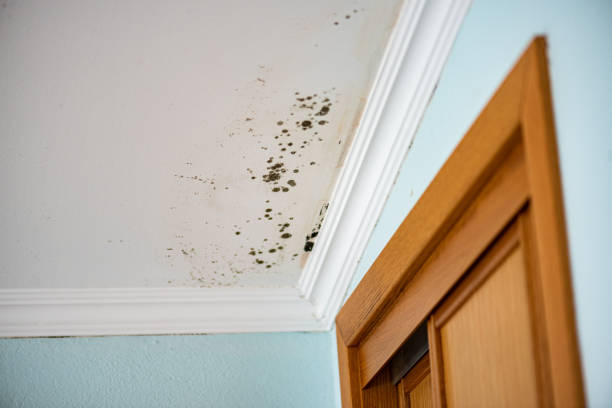 Best Mold Cleaning Services  in Baraga, MI