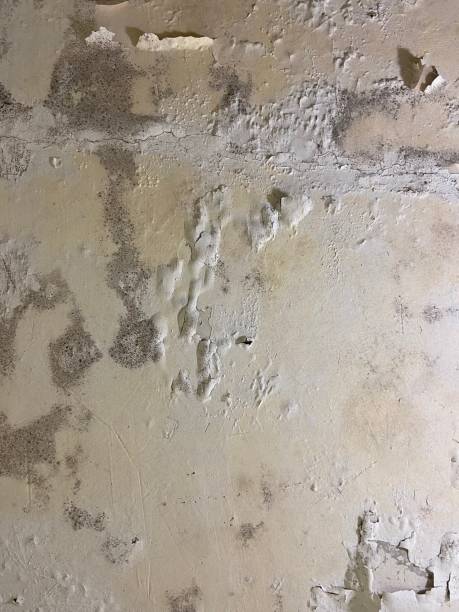 Best Crawl Space Mold Removal  in Baraga, MI
