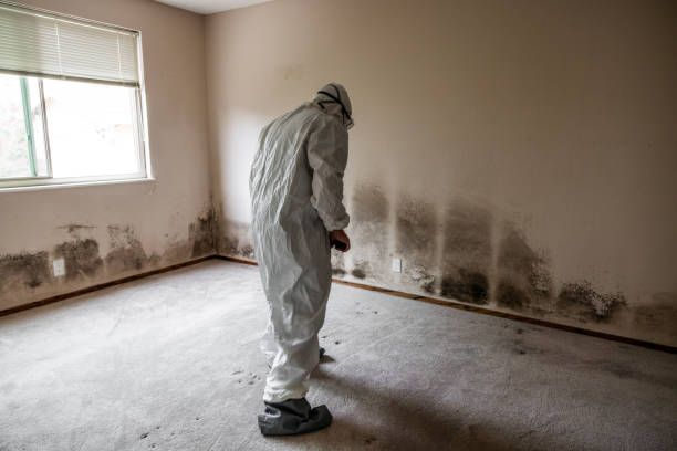 Best Fast Mold Removal  in Baraga, MI