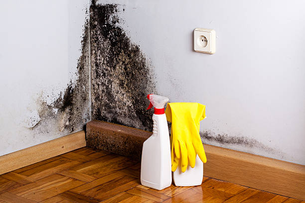 Best Attic Mold Removal  in Baraga, MI