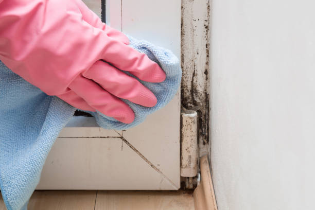 Best Emergency Mold Removal  in Baraga, MI