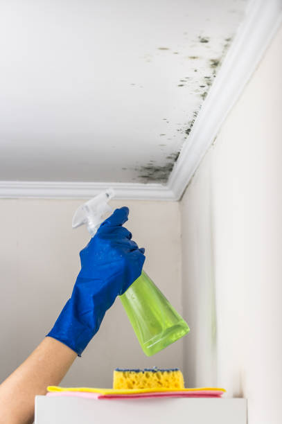 Best Mold Damage Repair  in Baraga, MI